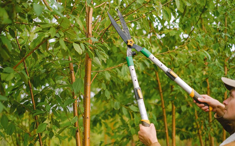 Tree trimming in Remsen, IA